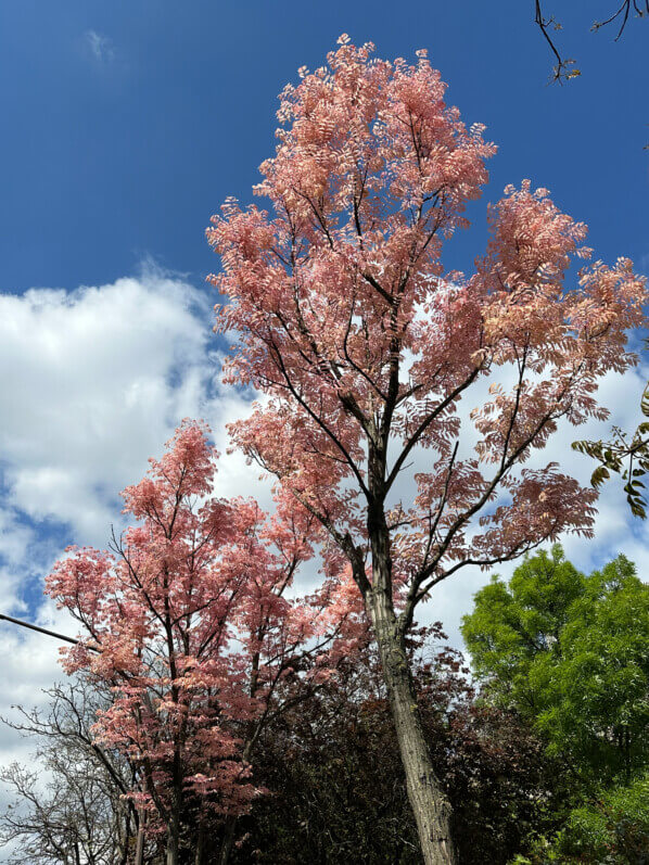 Toona sinensis 'Flamingo', arbre, Paris 14e (75)