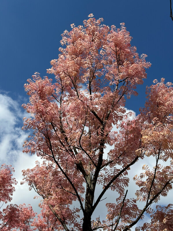 Toona sinensis 'Flamingo', arbre, Paris 14e (75)