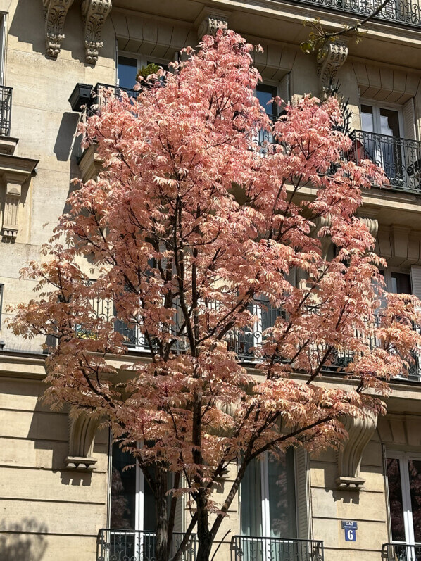 Lire la suite à propos de l’article Balade rue Froidevaux (Paris 14e) pour admirer les acajous de Chine ‘Flamingo’