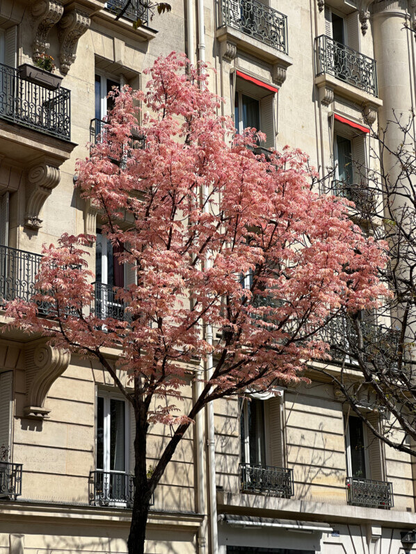 Toona sinensis 'Flamingo', arbre, rue Froidevaux, Paris 14e (75)