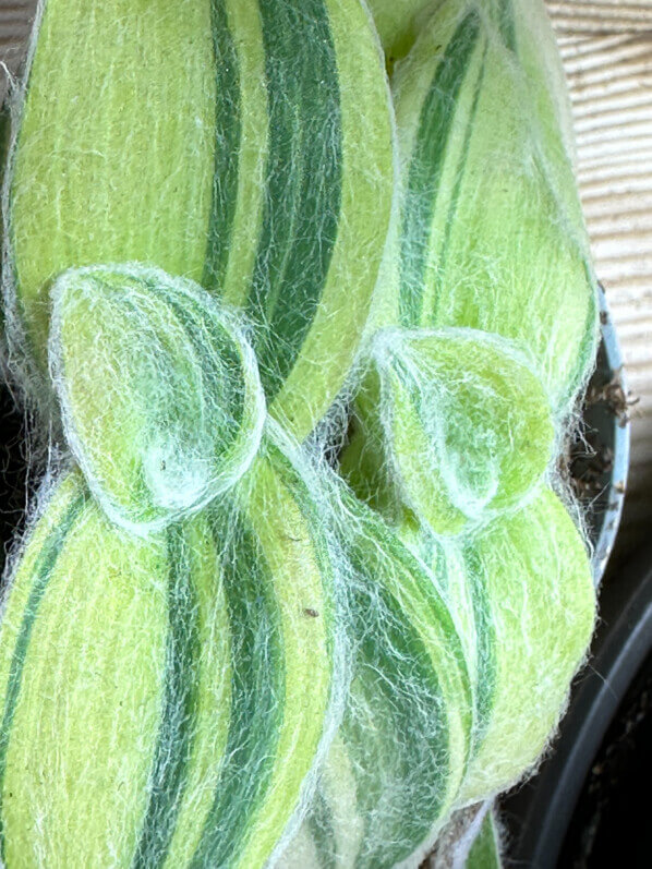 Lire la suite à propos de l’article Tradescantia sillamontana ‘Variegata’
