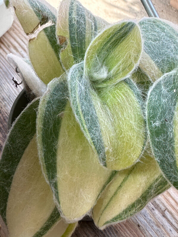 Tradescantia sillamontana 'Variegata', plante d'intérieur, Paris 19e (75)