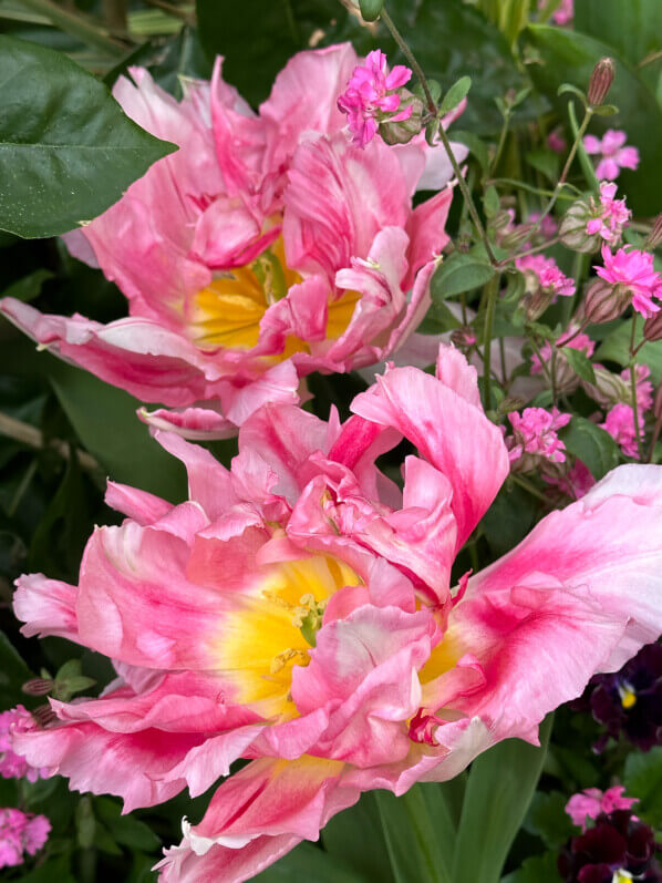 Lire la suite à propos de l’article Duo printanier de silène et de tulipe à fleur de pivoine