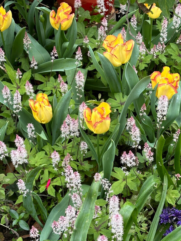 Tiarella et tulipes au printemps dans le parc Gustave Eiffel, Levallois (92)