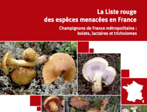Une première liste des champignons menacés de disparition en France