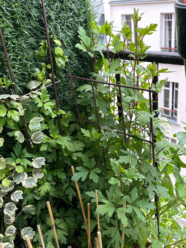 Aconitum austroyunnanense BSWJ au printemps sur mon balcon parisien, Paris 19e (75)
