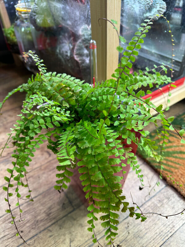 Adiantum caudatum, fougère, culture dans un pot à réserve d'eau, plante d'intérieur, Paris 19e (75)