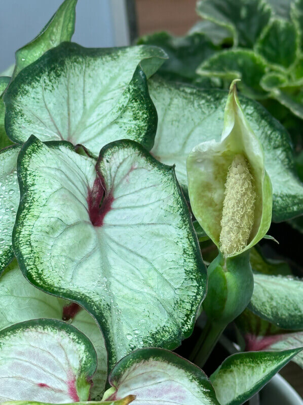 Caladium, spathe, Araceae, plante d'intérieur, Paris 19e (75)