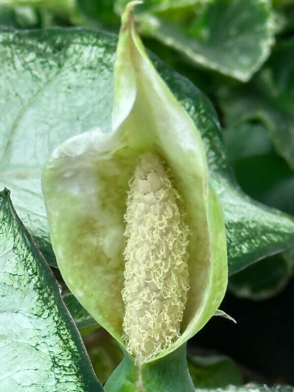 Lire la suite à propos de l’article La floraison de mon caladium