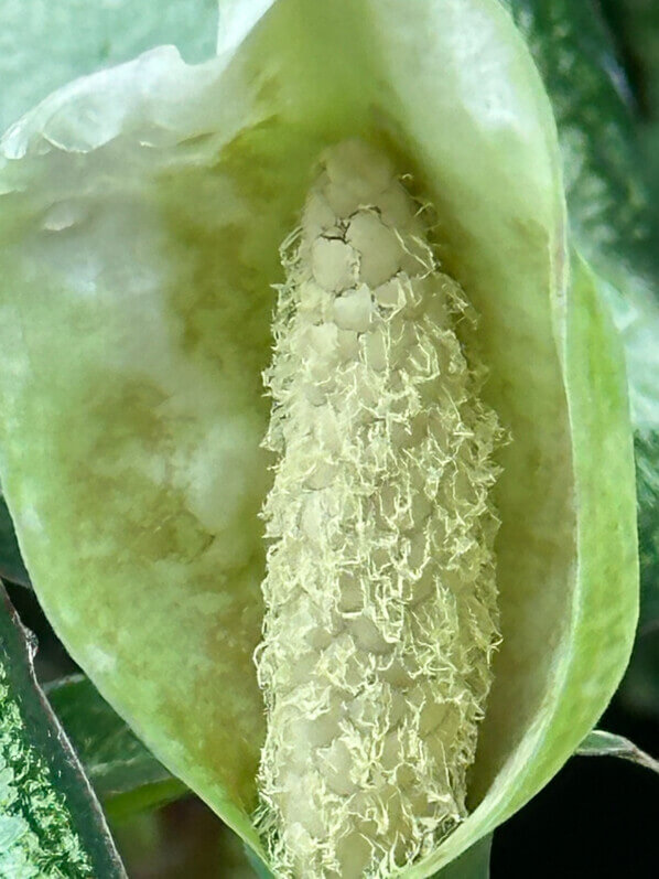 Caladium, spathe, Araceae, plante d'intérieur, Paris 19e (75)