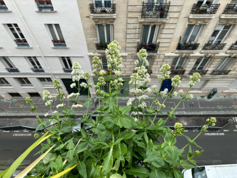 Valériane des jardins, Centranthus ruber 'Albus',  au printemps sur mon balcon parisien, Paris 19e (75)