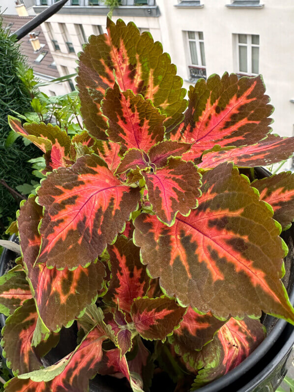 Coleus (Solenostemon) au printemps sur mon balcon parisien, Paris 19e (75)