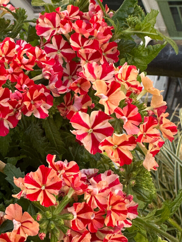 Verveine hybride Estrella Voodoo au printemps sur mon balcon parisien, Paris 19e (75)
