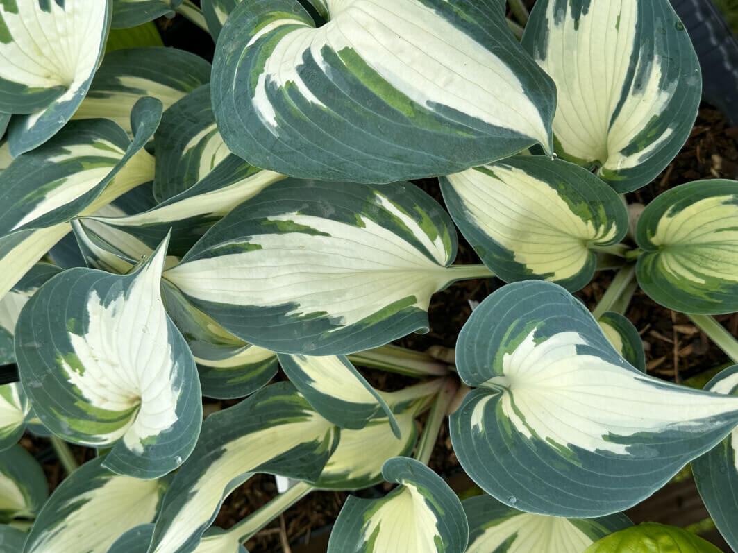 Hosta 'Ivory Queen' pendant le Festival Graines de Jardin, Jardin des Plantes, Rouen (76)