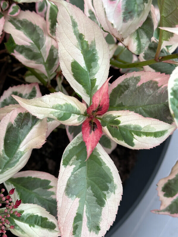 Hydrangea serrata Euphoria Pink au printemps sur mon balcon parisien, Paris 19e (75)