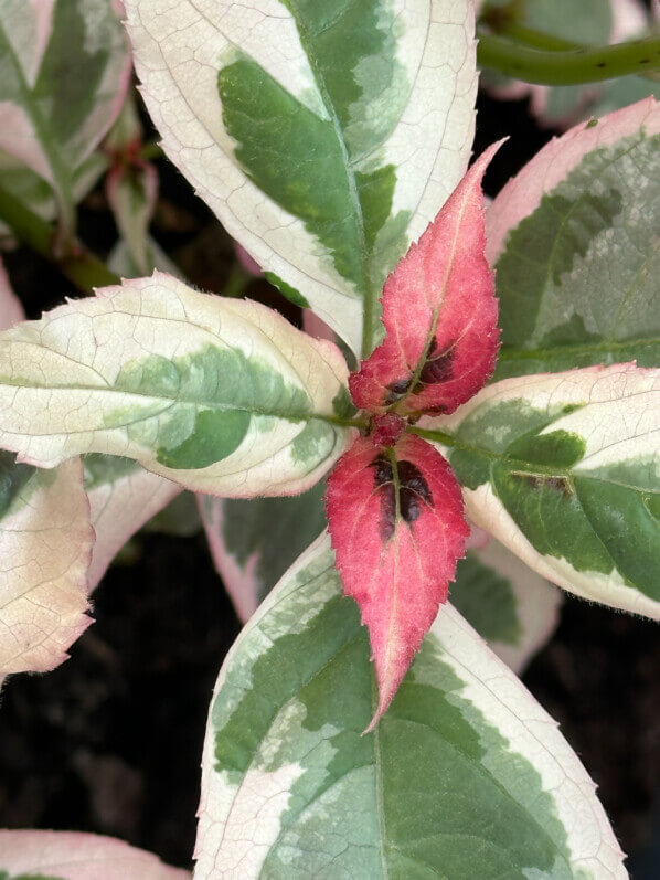 Hydrangea serrata Euphoria Pink au printemps sur mon balcon parisien, Paris 19e (75)