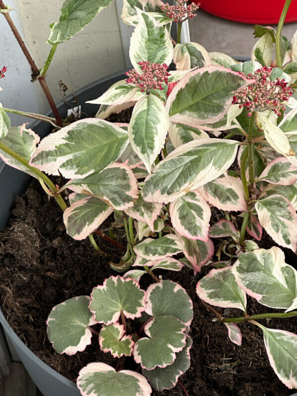 Potée d'Hydrangea serrata Euphoria Pink et Saxifraga stolonifera 'Variegata' sur mon balcon, Paris 19e (75)