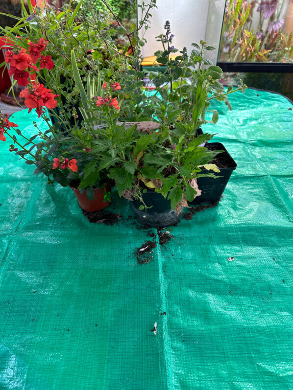 Les jeunes plants de vivaces et fleurs annuelles à planter au printemps sur mon balcon parisien, Paris 19e (75)