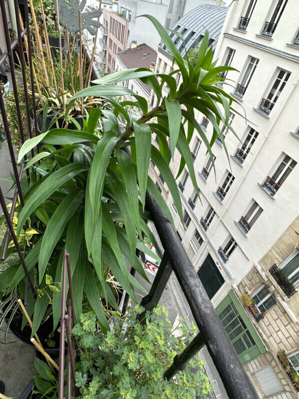 Lis (Lilium) 'Mister Cas' au printemps sur mon balcon parisien, Paris 19e (75)