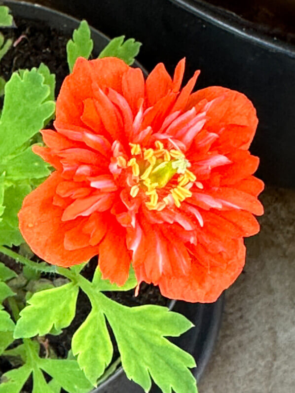 Meconopsis cambrica ‘Muriel Brown’ au printemps sur mon balcon parisien, Paris 19e (75)
