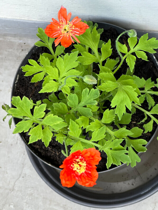Meconopsis cambrica ‘Muriel Brown', plante vivace, au printemps sur mon balcon parisien, Paris 19e (75)
