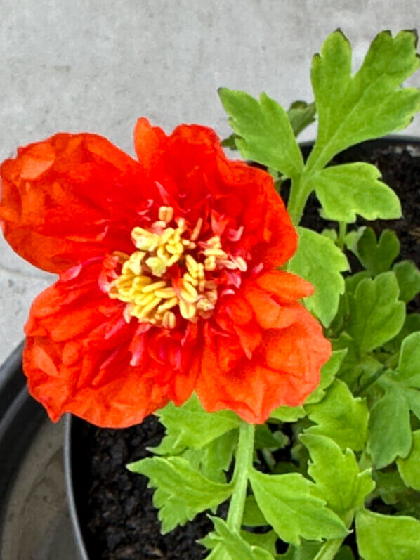 Lire la suite à propos de l’article Meconopsis cambrica ‘Muriel Brown’, un adorable petit pavot à fleurs doubles