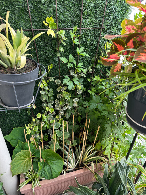 Au printemps sur mon balcon parisien, Paris 19e (75)
