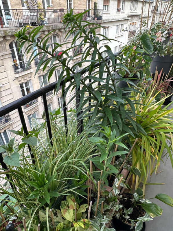 Au printemps sur mon balcon parisien, Paris 19e (75)