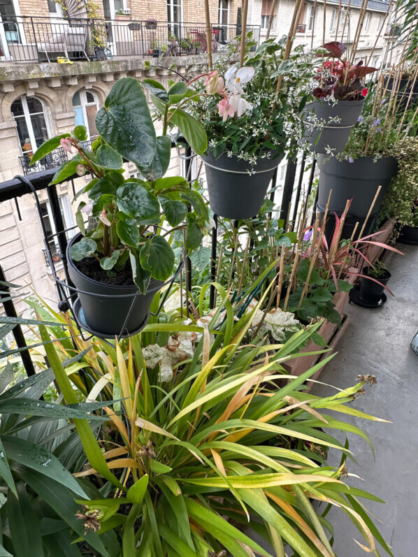 Au printemps sur mon balcon parisien, Paris 19e (75)