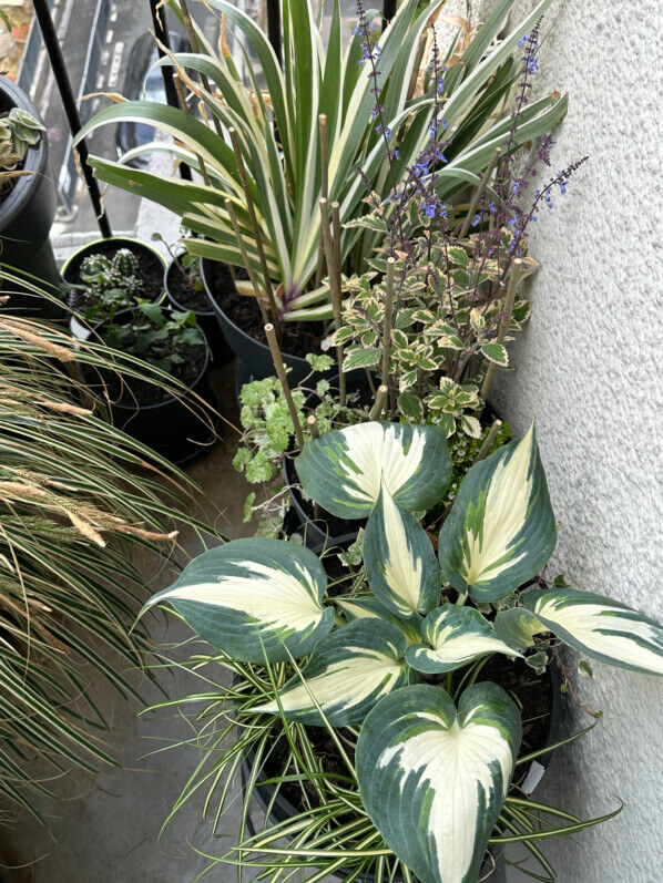 Lire la suite à propos de l’article Inventaire des plantes poussant sur mon balcon parisien