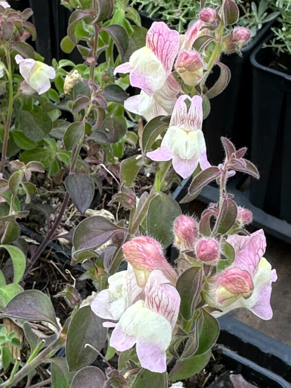 Muflier, Antirrhinum pulverulentum, Fête des Plantes, château de Saint-Jean de Beauregard, Saint-Jean de Beauregard (91)