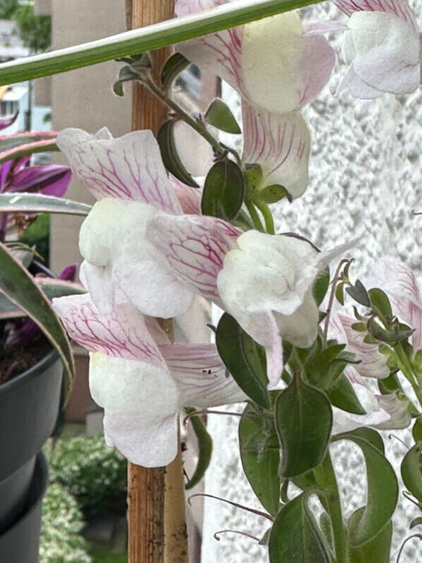 Muflier, Antirrhinum pulverulentum, au printemps sur mon balcon parisien, Paris 19e (75)