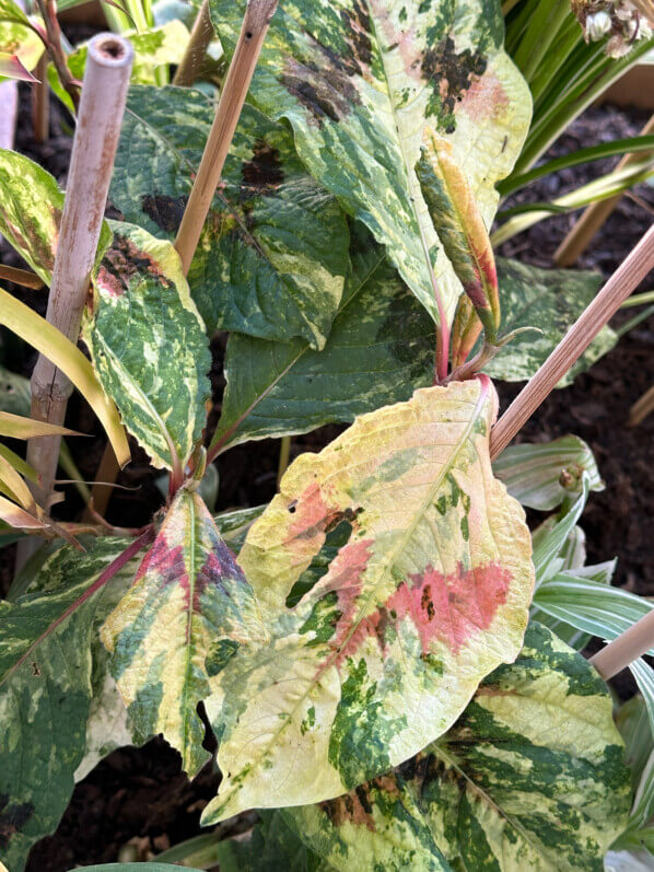 Persicaria (Tovara) virginiana 'Painter's Palette' sur mon balcon parisien, plante vivace, Paris 19e (75)