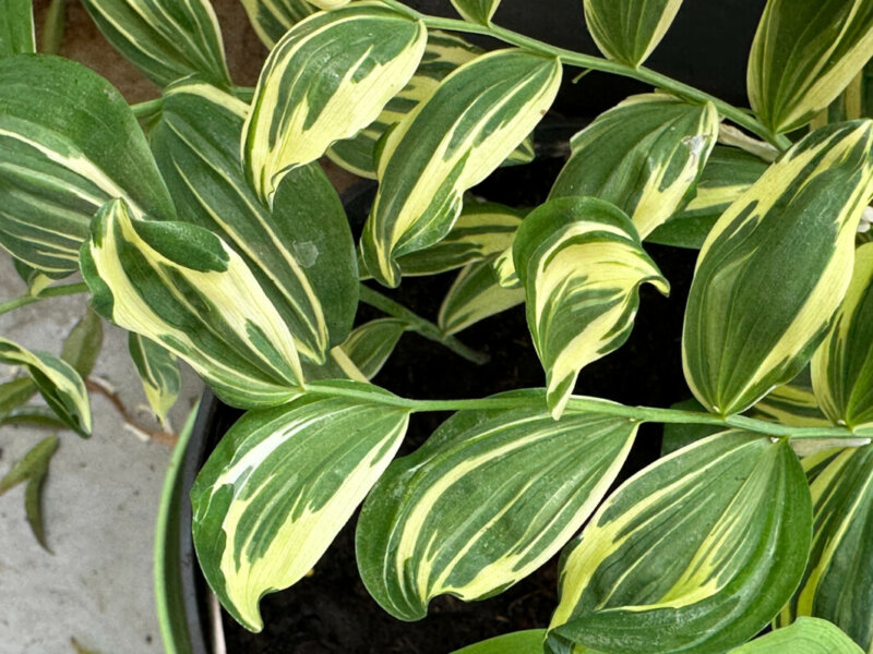 Polygonatum x hybridum ‘Grace Barker' au printemps sur mon balcon parisien, Paris 19e (75)