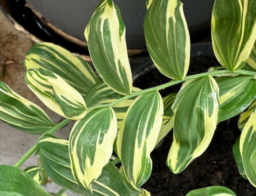 Polygonatum x hybridum ‘Grace Barker’ et son joli feuillage panaché