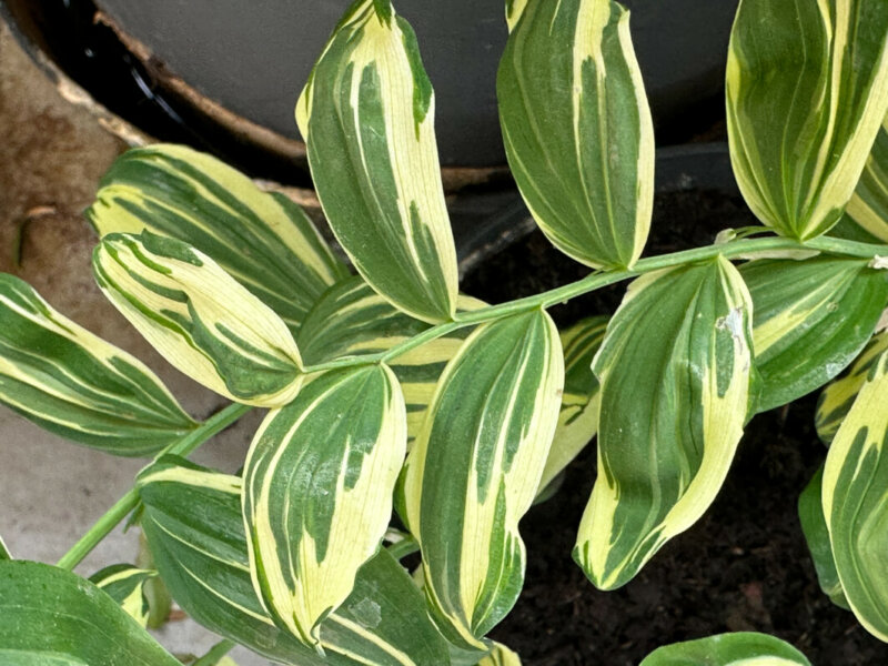 Polygonatum x hybridum ‘Grace Barker' au printemps sur mon balcon parisien, Paris 19e (75)