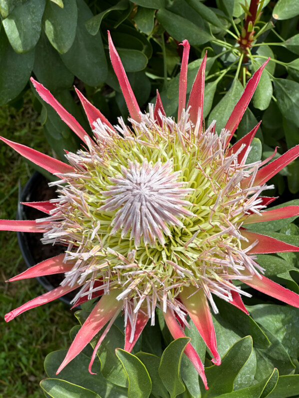 Protea cynaroides 'Little Prince', Protéacées, Pépinière Railhet, Journées des Plantes de Chantilly, château de Chantilly, Chantilly (60)