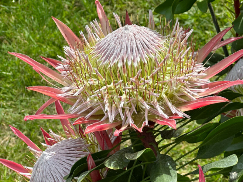Protea cynaroides 'Little Prince', Protéacées, Pépinière Railhet, Journées des Plantes de Chantilly, château de Chantilly, Chantilly (60)