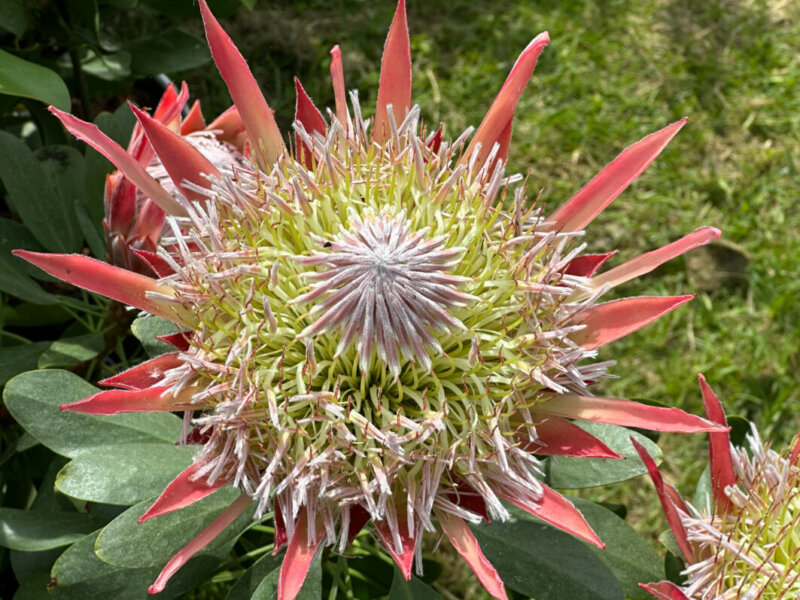 Protea cynaroides 'Little Prince', Protéacées, Pépinière Railhet, Journées des Plantes de Chantilly, château de Chantilly, Chantilly (60)