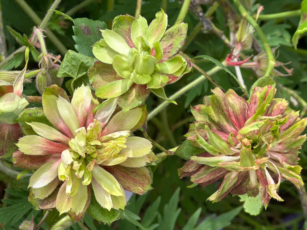 Lire la suite à propos de l’article La curieuse floraison verte et rose du rosier de Chine ‘Viridiflora’