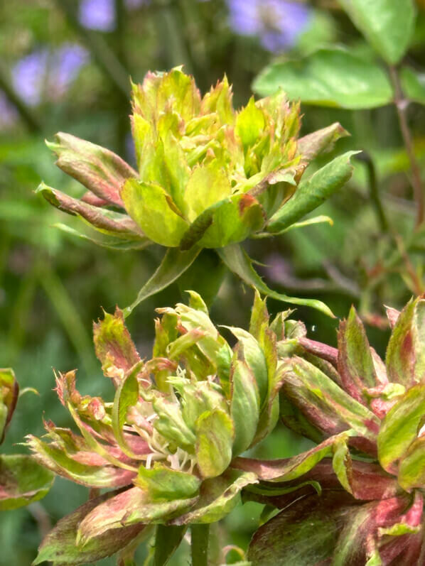 Rosa chinensis 'Viridiflora', rose, rosier, pendant le Festival Graines de Jardin, Jardin des Plantes, Rouen (76)