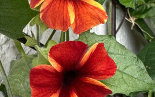 Fleurs de la Suzanne aux yeux noirs (Thunbergia alata) Tangerine Slice au printemps sur mon balcon parisien, Paris 19e (75)