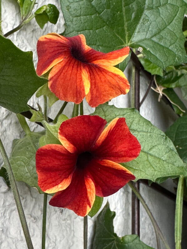 Fleurs de la Suzanne aux yeux noirs (Thunbergia alata) Tangerine Slice au printemps sur mon balcon parisien, Paris 19e (75)