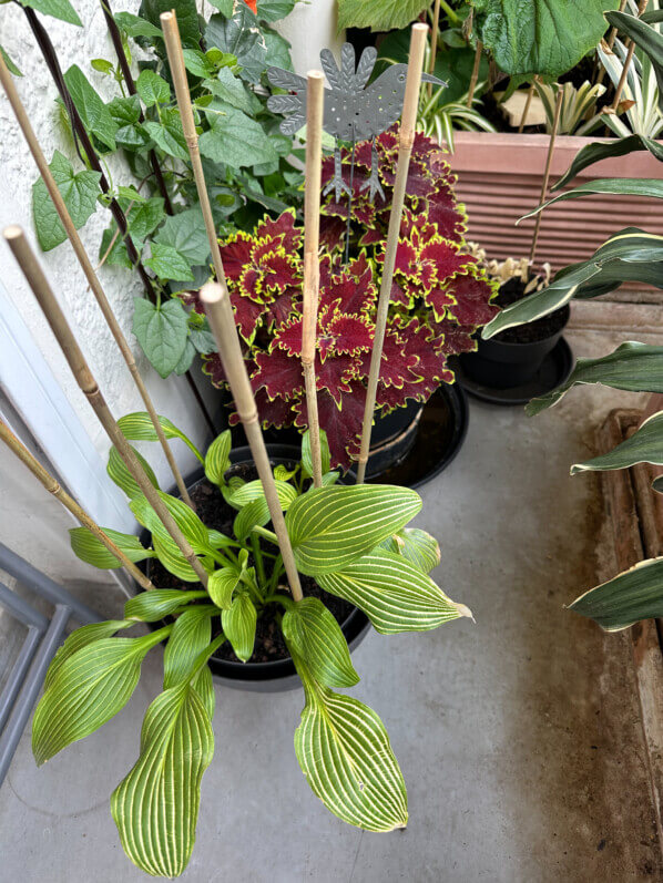 Lire la suite à propos de l’article Plantes de mon balcon sous haute protection