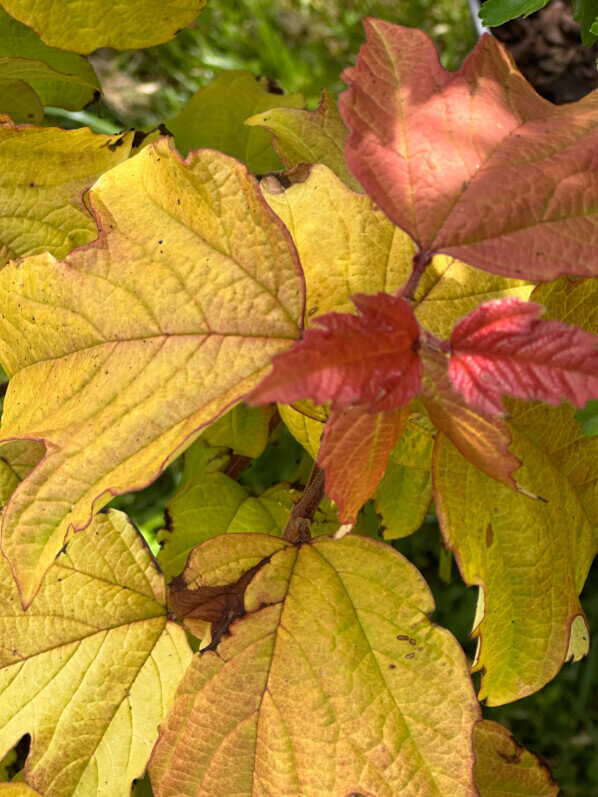 Lire la suite à propos de l’article Viburnum opulus Oh Canada, un festival de couleurs chaudes