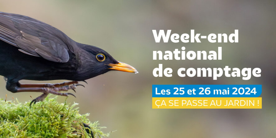 Lire la suite à propos de l’article Les citoyens invités à compter les oiseaux des jardins les 25 et 26 mai 2024