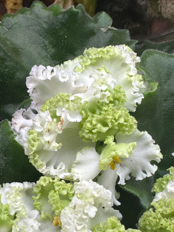 Lire la suite à propos de l’article Saintpaulia hybride à fleurs frisottées