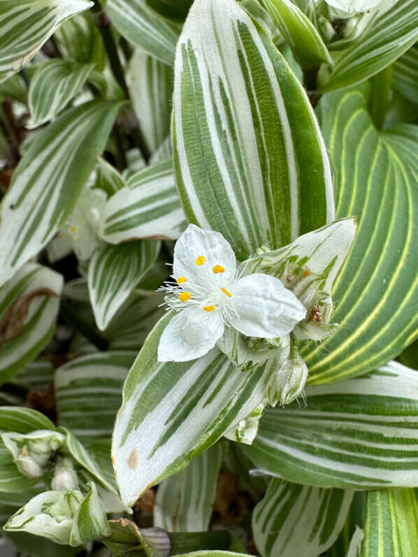 Fleurs de Tradescantia 'Brightness' au printemps sur mon balcon parisien, Paris 19e (75)