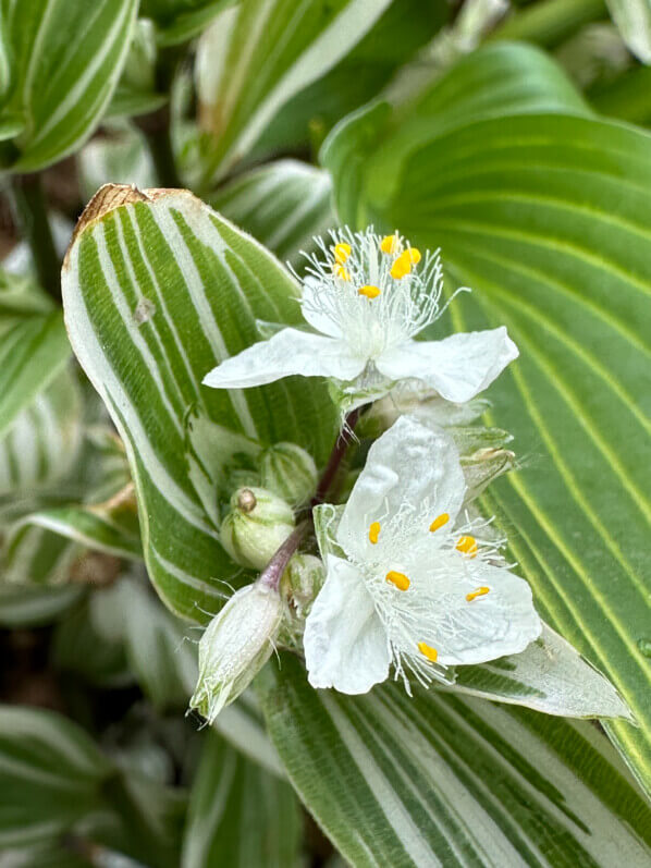 Fleurs de Tradescantia 'Brightness' au printemps sur mon balcon parisien, Paris 19e (75)