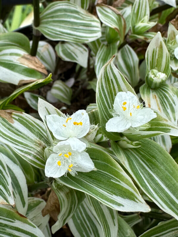 Fleurs de Tradescantia 'Brightness' au printemps sur mon balcon parisien, Paris 19e (75)